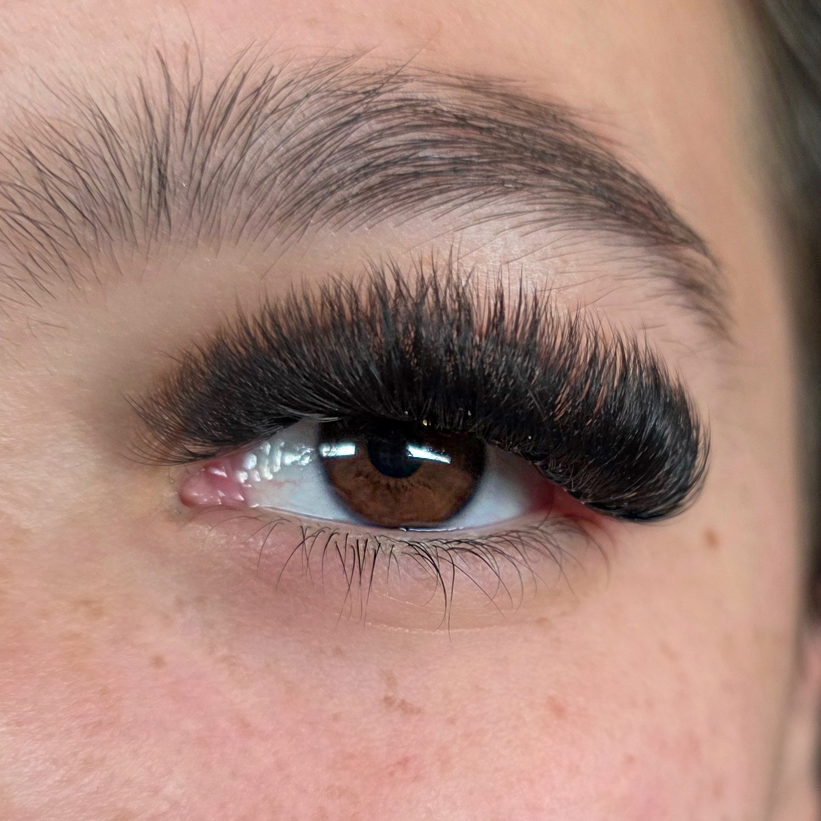 14D Premade Fans - Reign